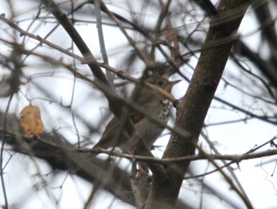IMG 5941c Hermit Thrush Perry Farm Kankakee Co IL 12-11-2015