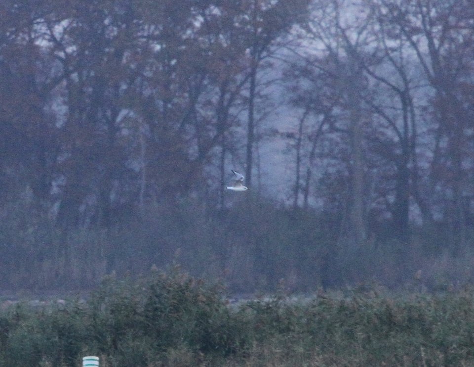 IMG 4672 c Bonaparte's Gull(Juv) Willow Slough FWA IN 10-30-2015