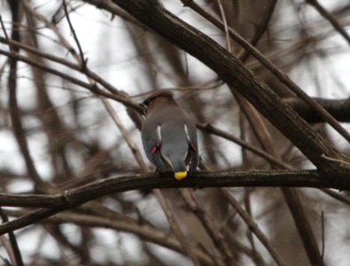 IMG 6059c Cedar Waxwing Kankakee IL 12-17-2015