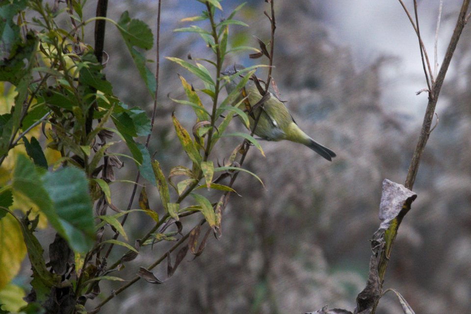 IMG 5431c Orange-crowned Warbler Hse Kankakee IL 10-26-2017