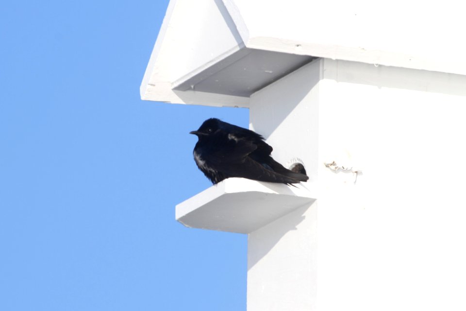 IMG 8578c Purple Martin Willow Slough FWA IN 4-5-2018