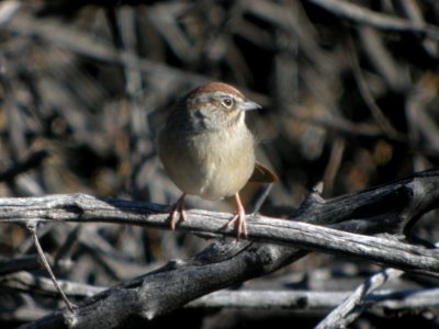 DSCN9306 Rufous-crowned Sparrow Watson Lake Yavapai Co AZ 12-26-2015