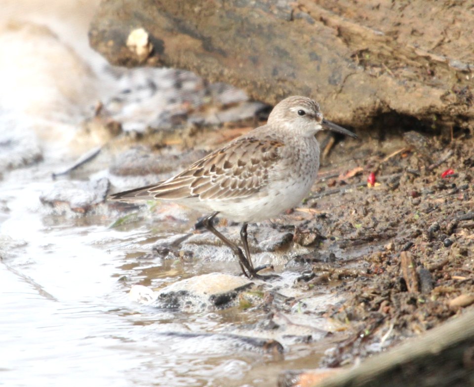 IMG 5615 c White-rumped Sandpiper LeVasseur Park- Perry Farm IL 11-23-2015