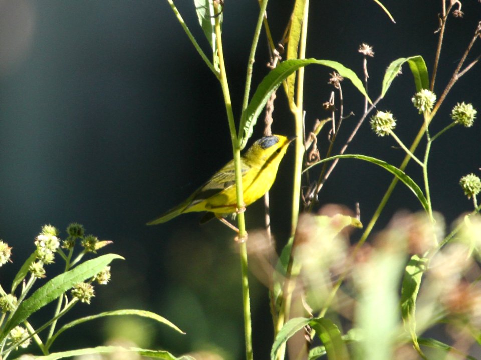 IMG 2599 c Wilson's Warbler Hse Kankakee IL 9-20-2015