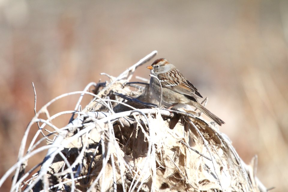 IMG 6218 White-crowned Sparrow Watson Lake Yavapai Co AZ 12-26-2015