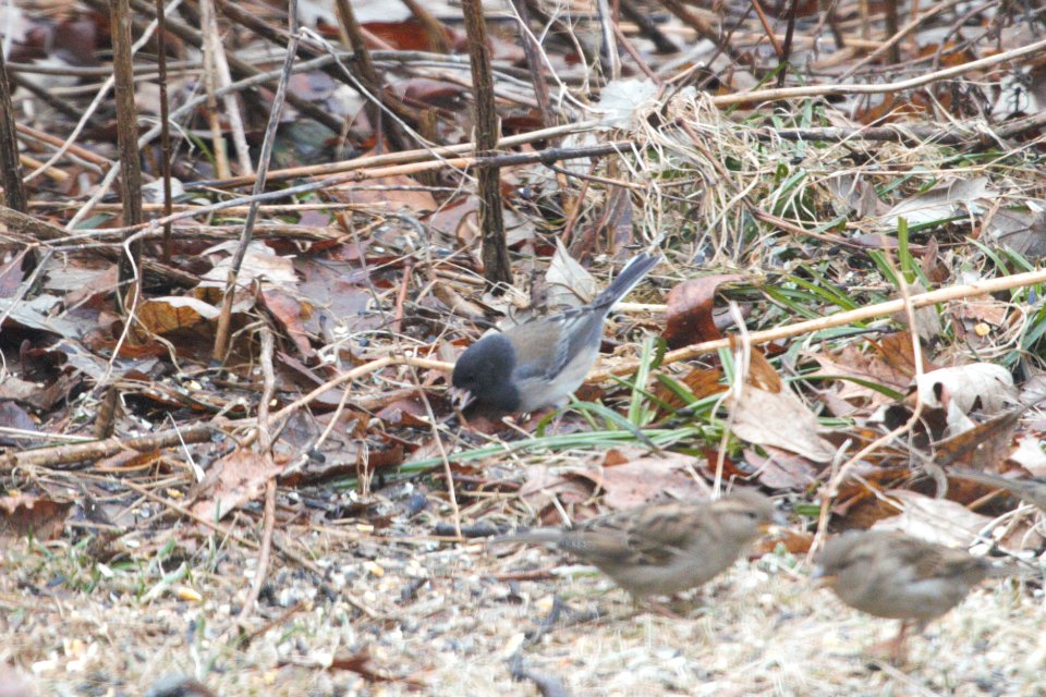 IMG 7974c Dark-eyed Junco Cassiar/Oregon Hse Kankakee IL 2-21-2018