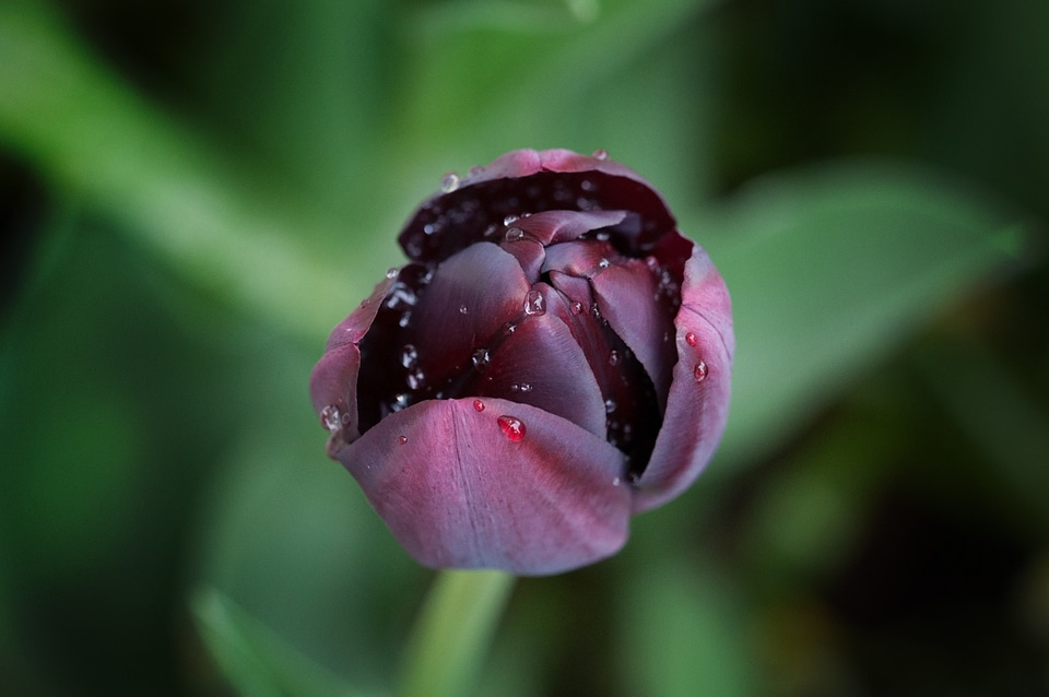 Schnittblume spring flower blossom