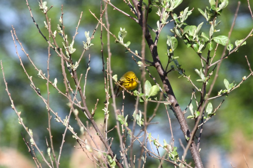 IMG 9534c Prairie Warbler Mazonia Lakes Kankakee Co IL 5-7-2018