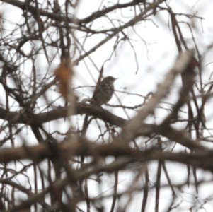 IMG 5915 Hermit Thrush Perry Farm Kankakee Co IL 12-8-2015 photo