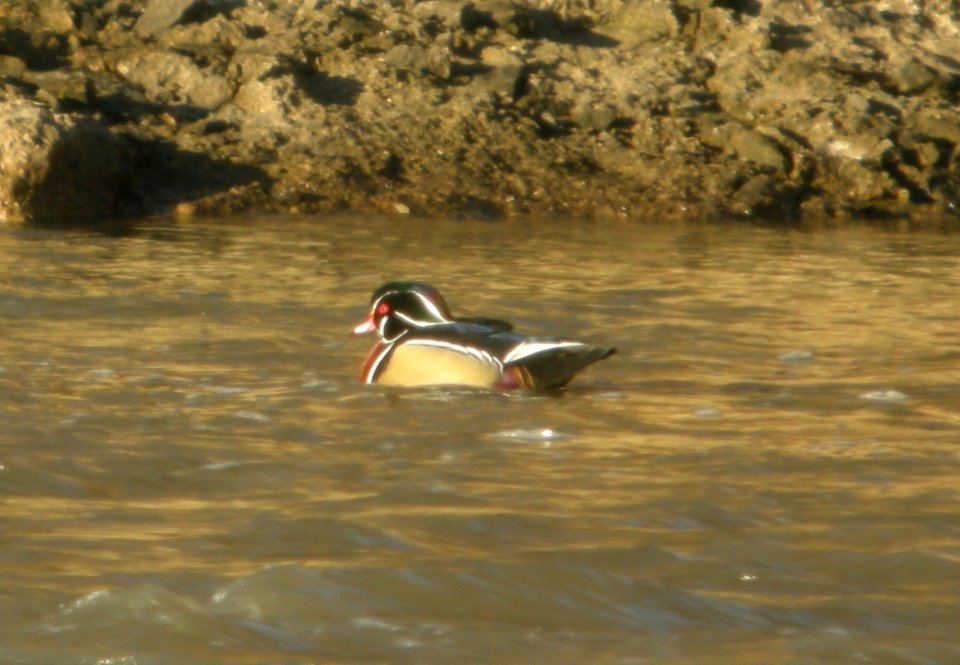 DSCN9252c Wood Duck Dam Kankakee IL 12-18-2015