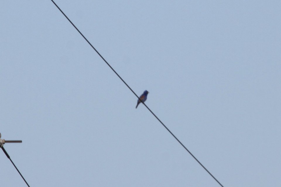 IMG 9513c Blue Grosbeak Pembroke Twp Kankakee Co IL 5-5-2018