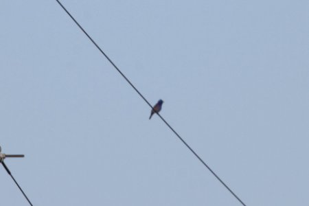 IMG 9513c Blue Grosbeak Pembroke Twp Kankakee Co IL 5-5-2018