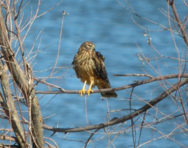 DSCN9334 Northern Harrier Watson Lake Yavapai Co AZ 12-28-2015