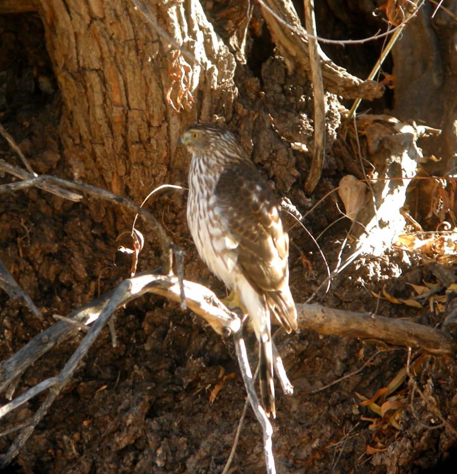 DSCN9365IMG 6351 Cooper's Hawk Watson Lake Yavapai Co AZ 12-31-2015