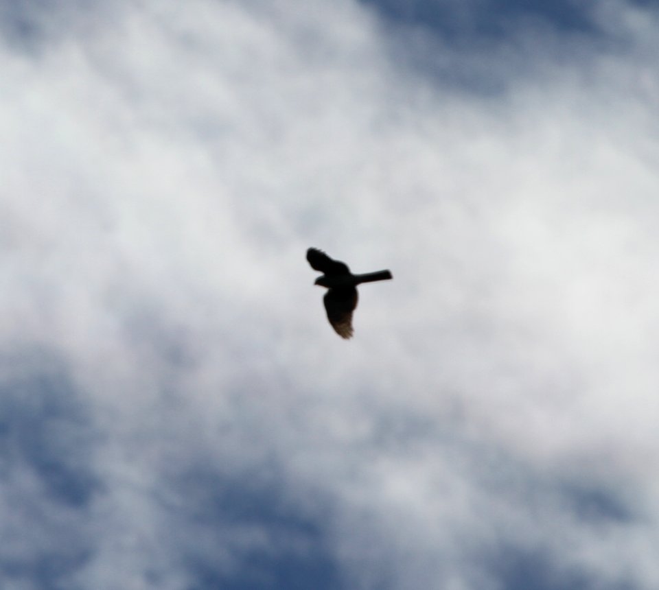 IMG 3415 c Sharp-shinned Hawk Kankakee IL 10-2-2015