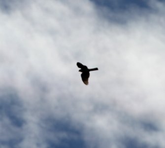 IMG 3415 c Sharp-shinned Hawk Kankakee IL 10-2-2015