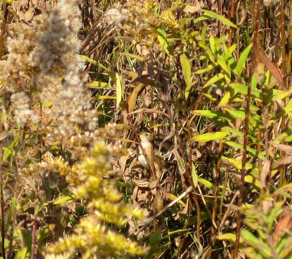 IMG 5873 c Sedge Wren Kankakee Co IL 10-23-11