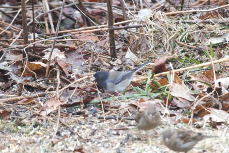 IMG 7977c Dark-eyed Junco Cassiar/Oregon Hse Kankakee IL 2-21-2018 photo