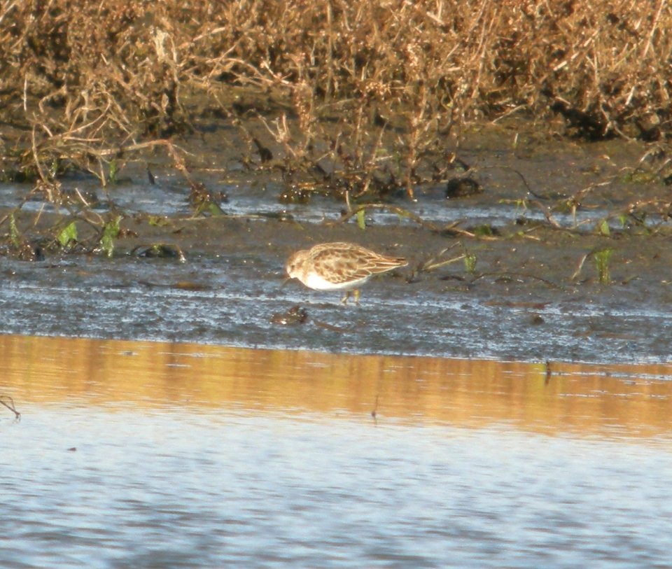 DSCN8921 c Least Sandpiper Iroquois Co IL 11-6-2015