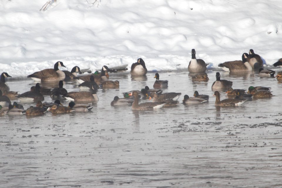 IMG 7532c GWF Goose Dam Kankakee IL 2-6-2018
