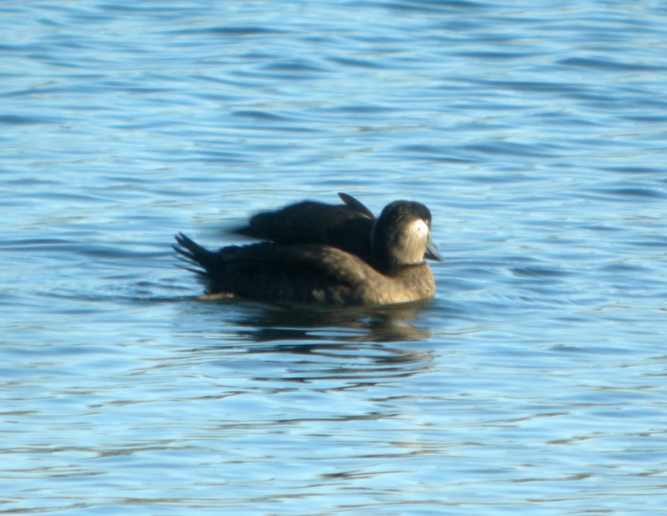 DSCN9135 c Surf Scoter Willow Slough FWA IN 11-15-2015