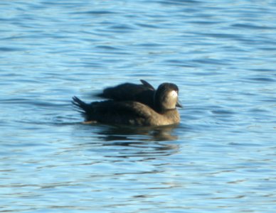 DSCN9135 c Surf Scoter Willow Slough FWA IN 11-15-2015 photo
