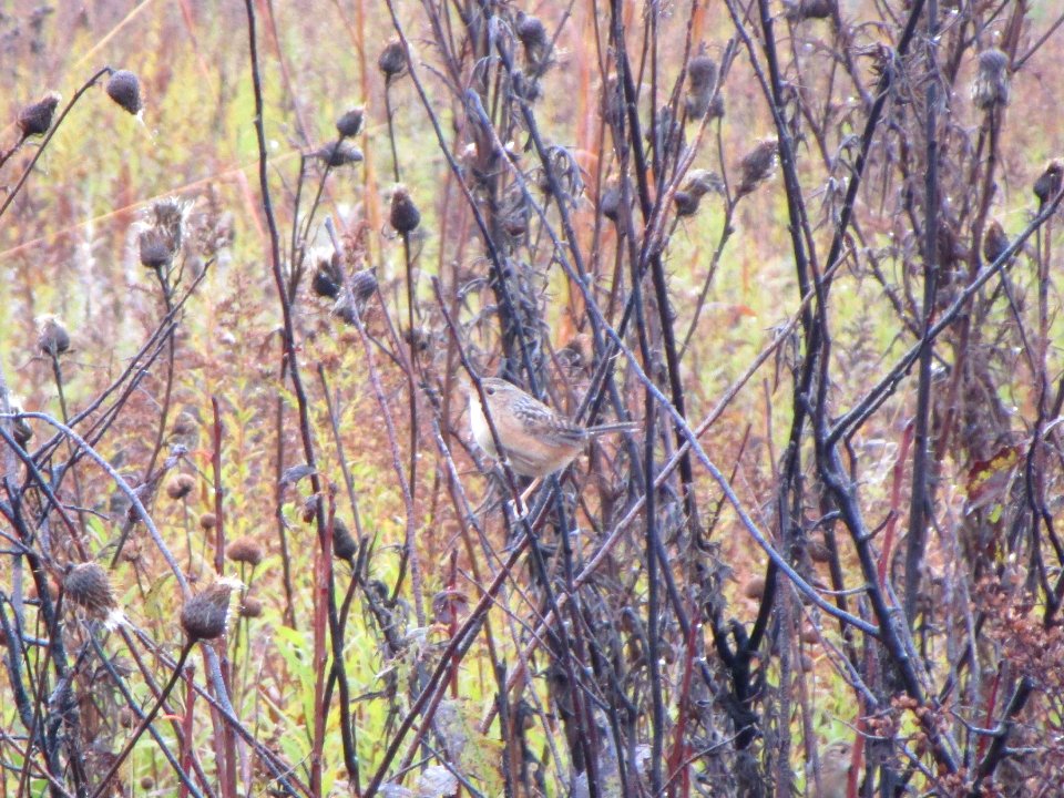 IMG 3314c Sedge Wren Perry Farm Kankakee Co IL 11-02-2016