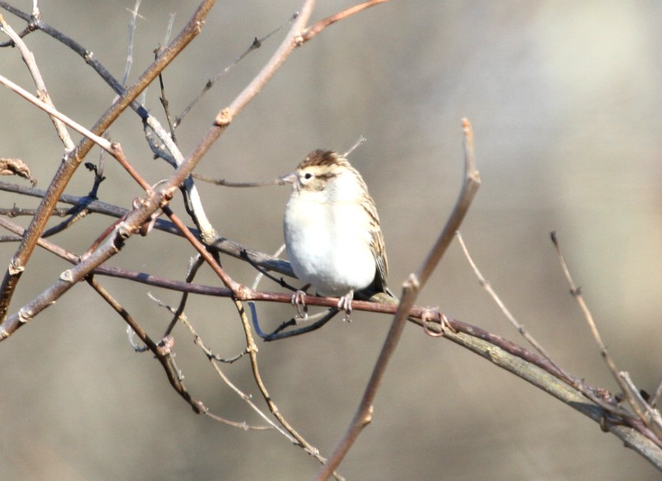 IMG 5043 c Chipping Sparrow Willow Slough FWA IN 11-9-2015