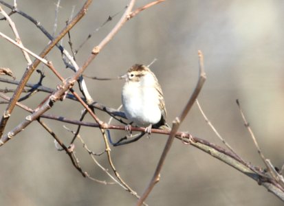 IMG 5043 c Chipping Sparrow Willow Slough FWA IN 11-9-2015