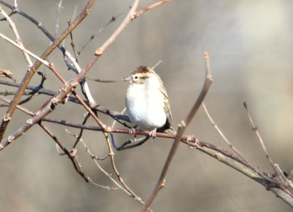 IMG 5043 c Chipping Sparrow Willow Slough FWA IN 11-9-2015 photo