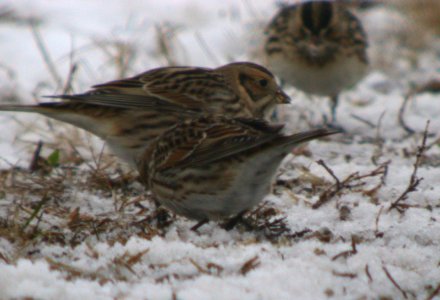 DSCN6461 c LapLon Pembroke Area Kankakee Co IL 1-22-07