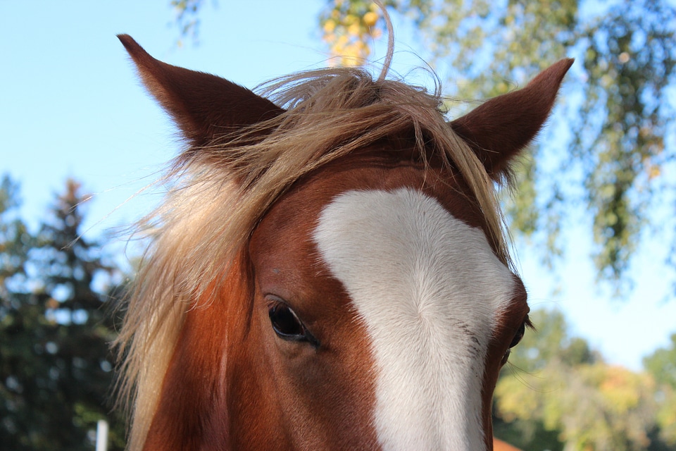 Foal blaze stallion