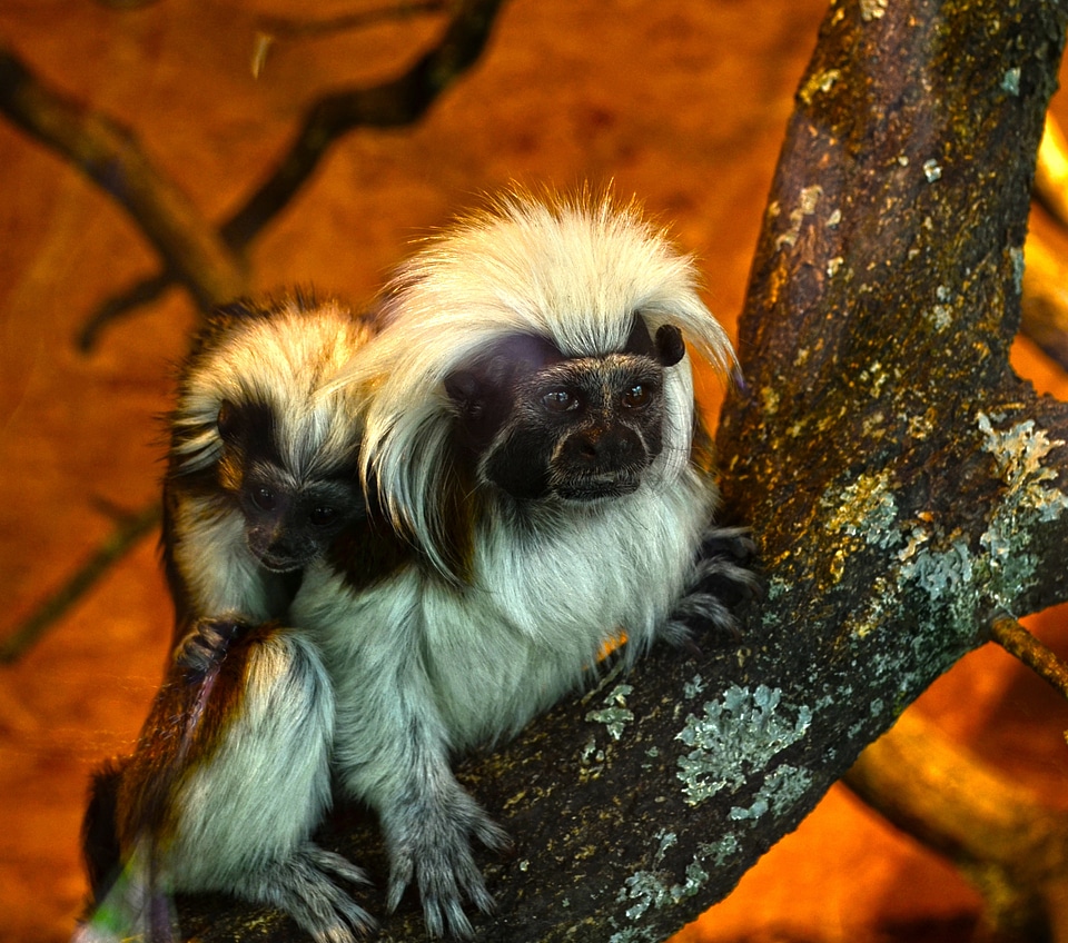 Animal branch nature