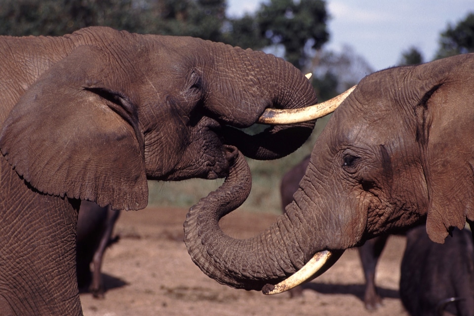 Mouths ivory mammals