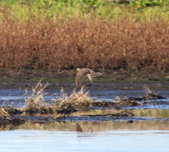 IMG 5003 c Merlin Iroquois Co IL 11-8-2015