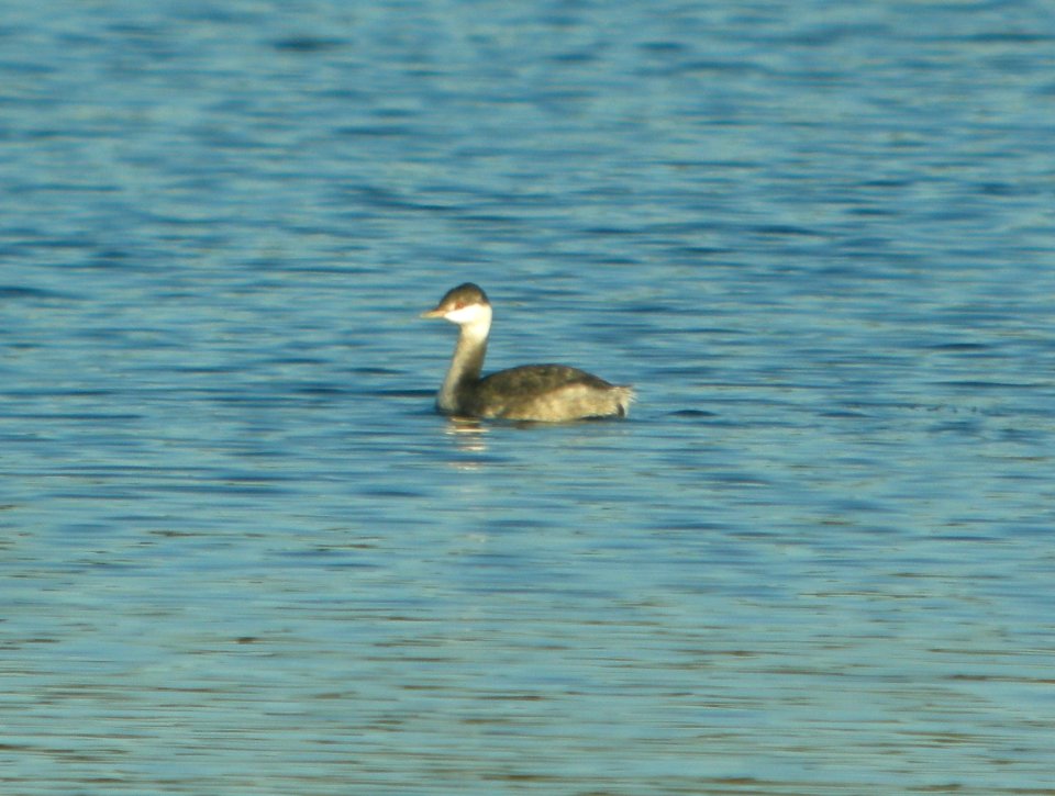 DSCN8566 c Horned Grebe Willow Slough FWA IN 10-16-2015