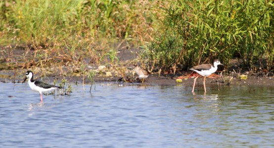 IMG 1580 c Black-necked Stilt Whispering Willows Kankakee Co IL 8-27-2015