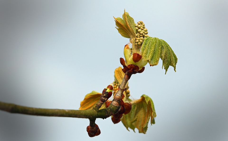 Tree autumn chestnut tree