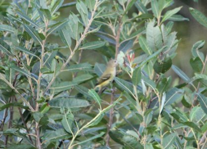 IMG 2515 c Bell's Vireo Willow Slough FWA IN 9-18-2015