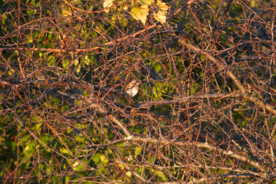 IMG 4844c Lincoln's Sparrow Perry Farm Kankakee Co IL 10-18-2017