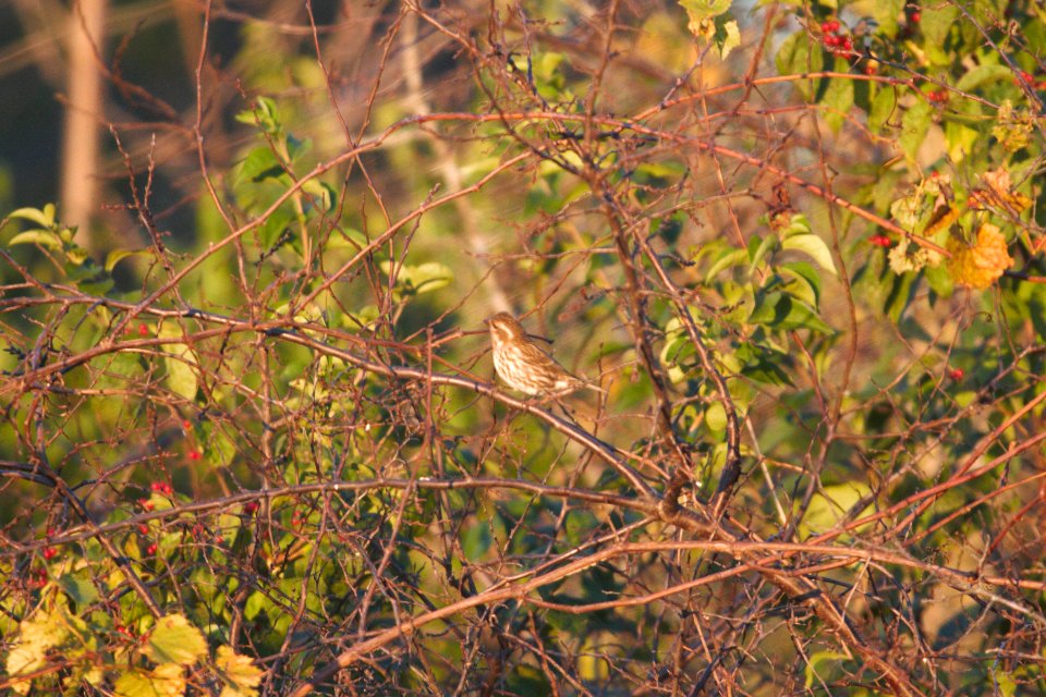 IMG 4829c Purple Finch Perry Farm Kankakee Co IL 10-18-2017