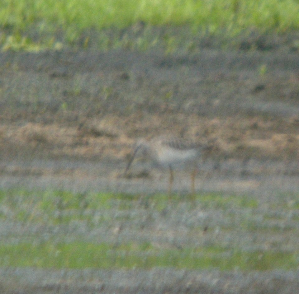 DSCN8153 c Stilt Sandpiper Aroma Park IL 9-5-2015