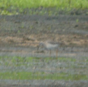 DSCN8153 c Stilt Sandpiper Aroma Park IL 9-5-2015
