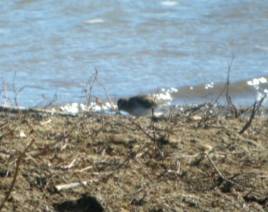 DSCN9315 Least Sandpiper Watson Lake Yavapai Co AZ 12-26-2015