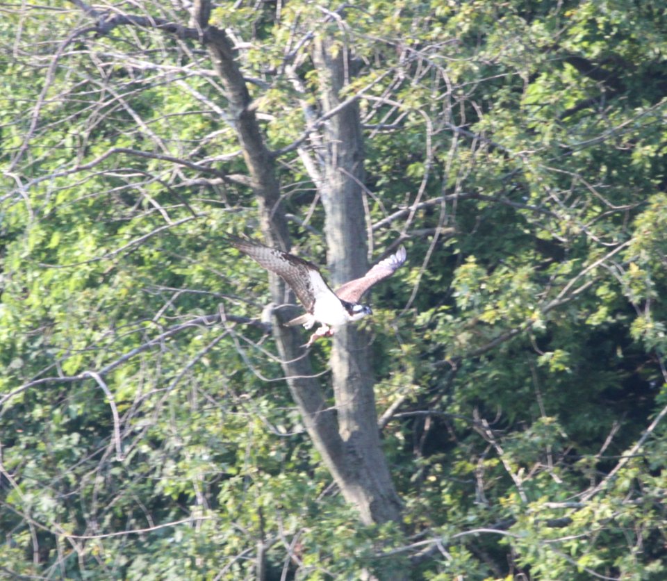 IMG 1684 c Osprey Kankakee IL 9-3-2015