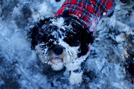 Hamish Snow photo