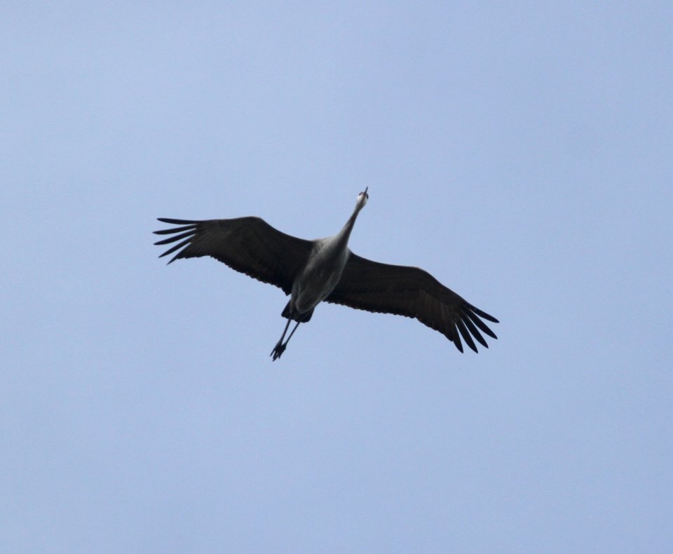 IMG 5795 c Sandhill Crane Perry Farm Kankakee Co IL 11-29-2015