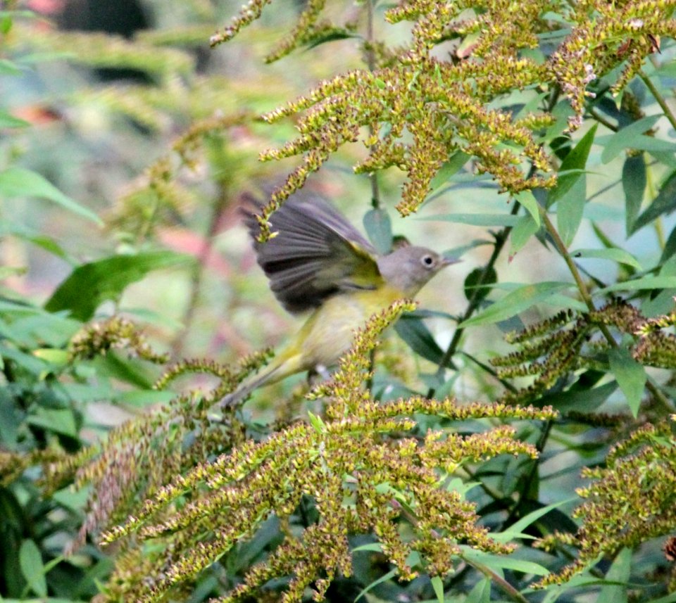 IMG 3200 c Nashville Warbler Hse Kankakee IL 9-26-2015