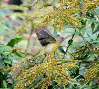 IMG 3200 c Nashville Warbler Hse Kankakee IL 9-26-2015