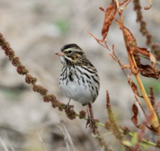 IMG 4448 c Savannah Sparrow Iroquois Co IL 10-23-2015 photo